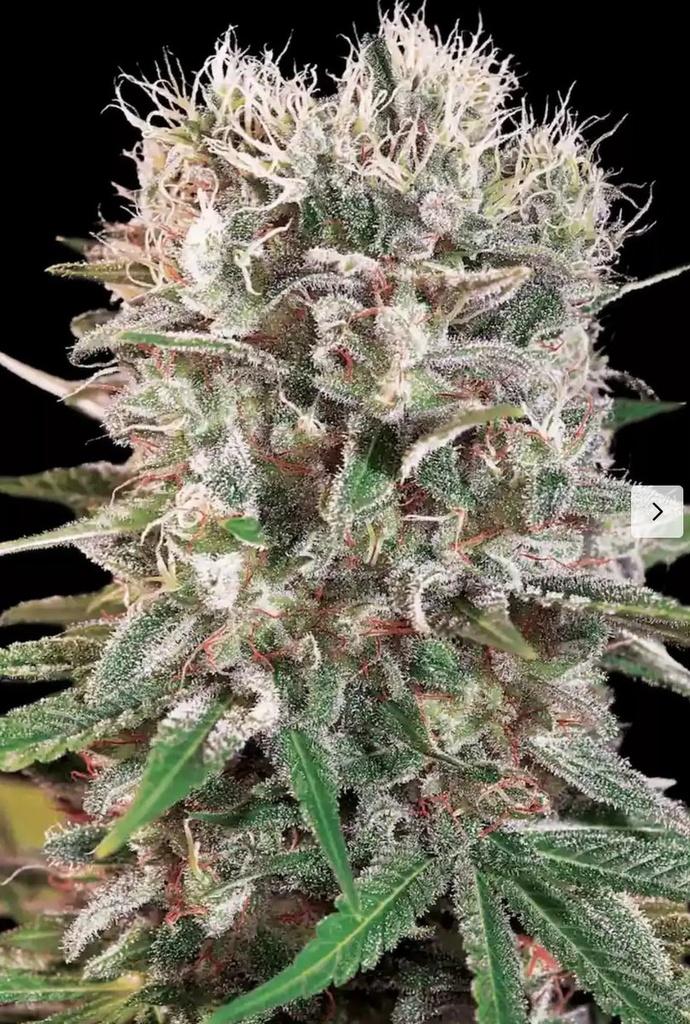 [14842] Paradise Seeds Wappa Fem 3St.