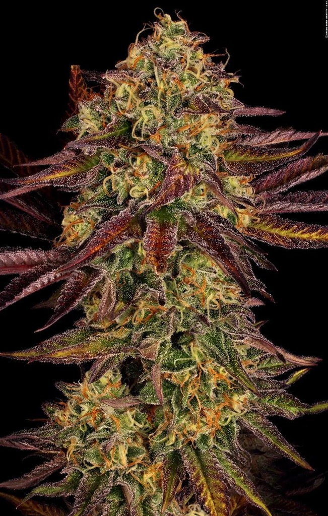 [14843] Paradise Seeds Tangerine Sorbet Fem 3St.