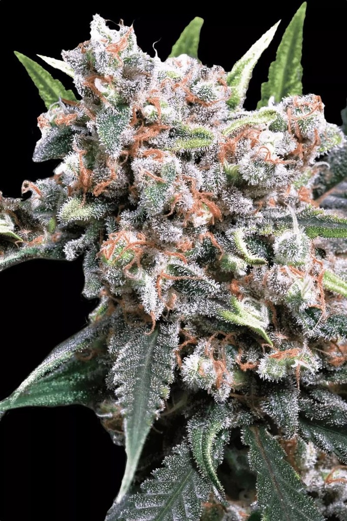 [14844] Paradise Seeds Wappa Auto Fem 3St.