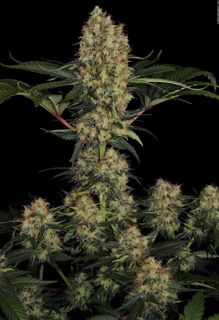 [14845] Paradise Seeds Mendocino Skunk Fem 3St.