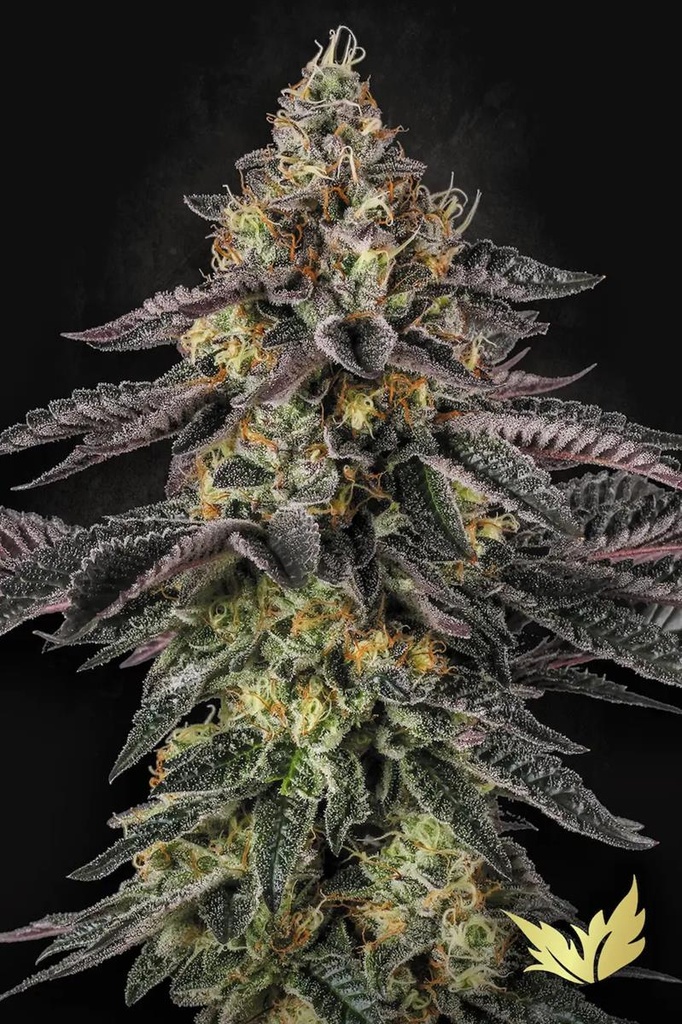 [14846] Paradise Seeds Sunset Paradise Fem 3St.