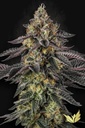 Paradise Seeds Sunset Paradise Fem 3St.