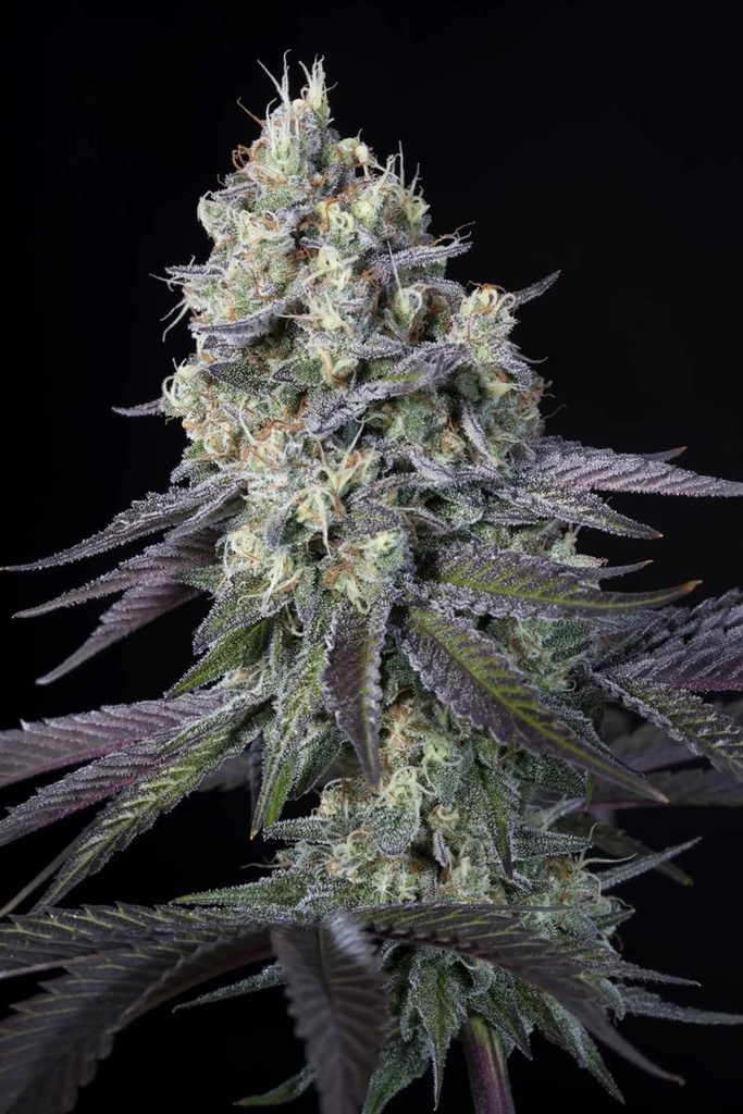[14847] Paradise Seeds Purple Mints Fem 3St.