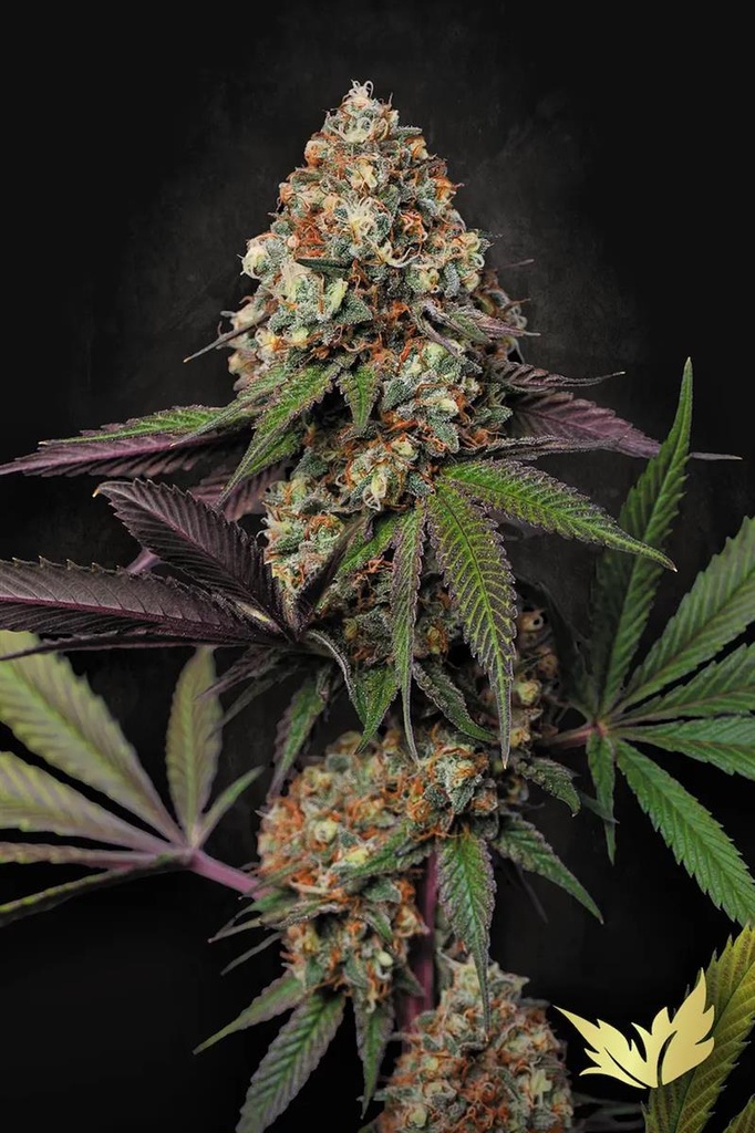 [14848] Paradise Seeds Caramba Fem 3St.