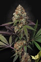 Paradise Seeds Caramba Fem 3St.