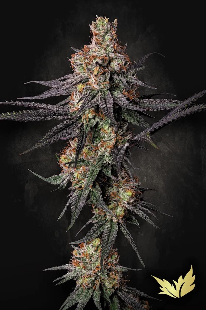[14849] Paradise Seeds Gulupa Fem 3St.