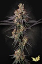 Paradise Seeds Gulupa Fem 3St.