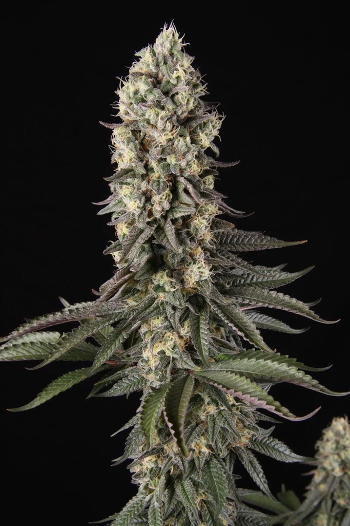 [14850] Paradise Seeds El Dorado OG Fem 3St.