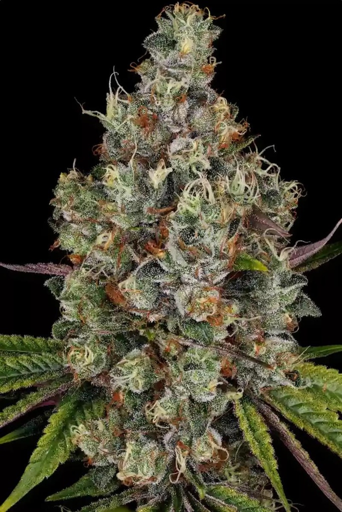 [14851] Paradise Seeds Rainbow Road Fem 3St.
