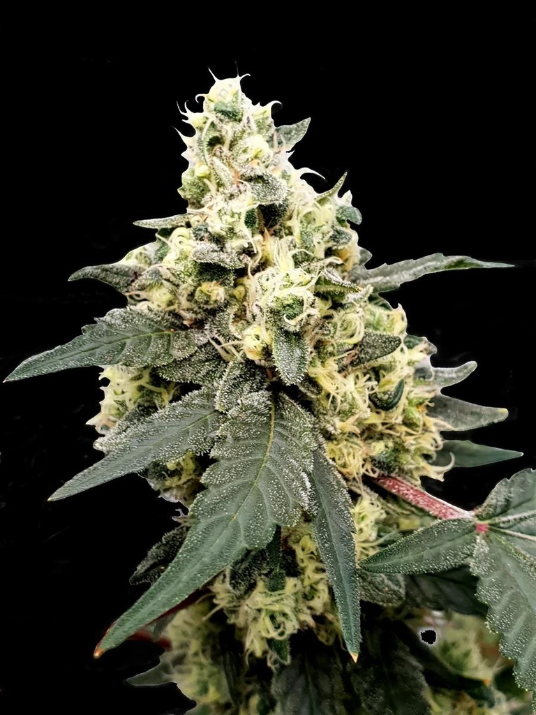 [14852] Paradise Seeds Lemonade Auto Fem 3St.