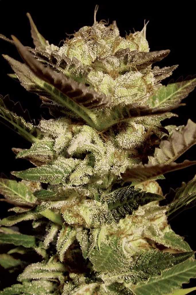 [14853] Paradise Seeds Durga Mata Fem 3St.