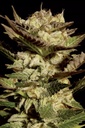 Paradise Seeds Durga Mata Fem 3St.