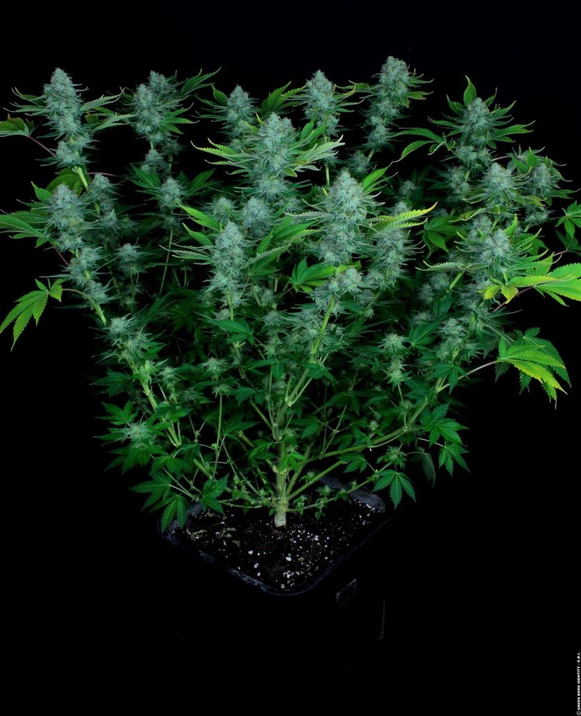 [14854] Paradise Seeds Nebula Fem 3St.