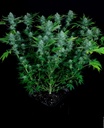 Paradise Seeds Nebula Fem 3St.
