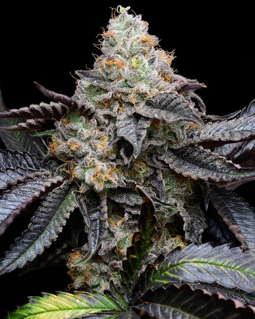 [14858] Cookies Seeds Blueberry Bubblegum Fem 3St.