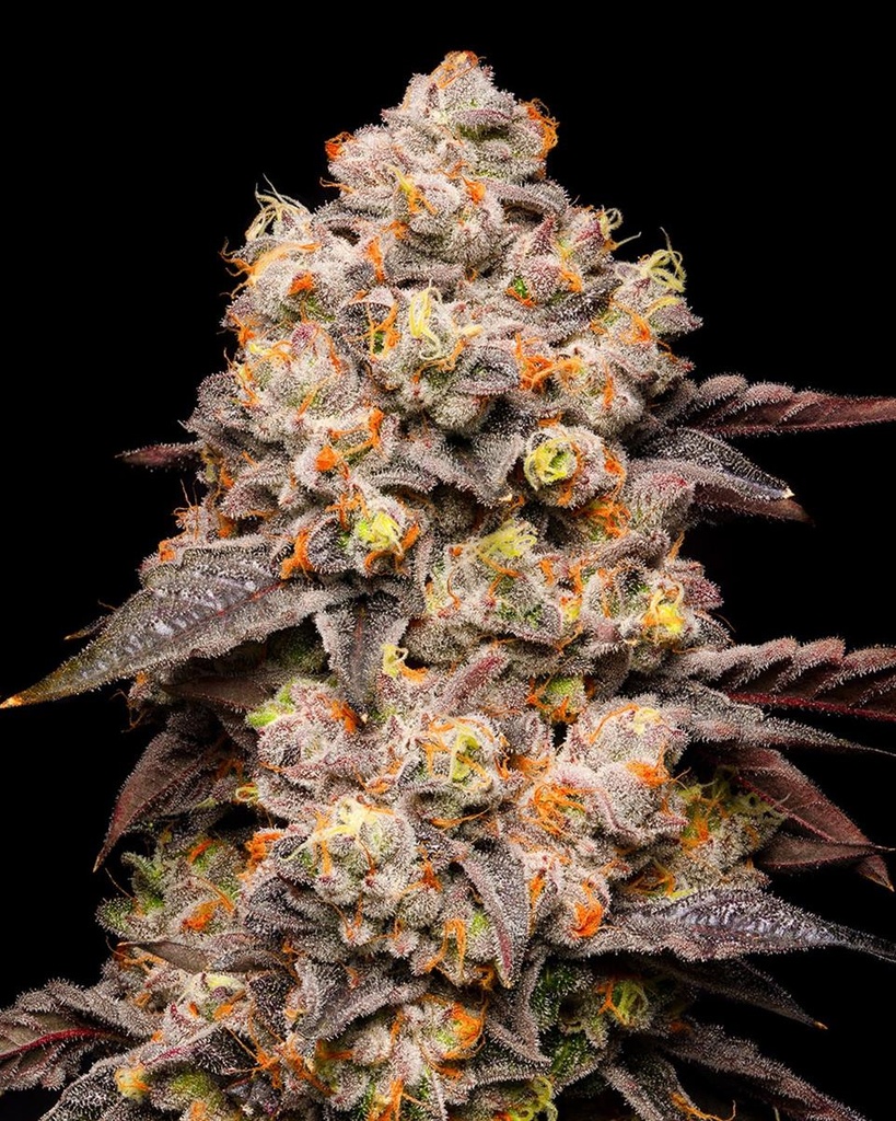 [14859] Cookies Seeds Dried Fruit Fem 3St.