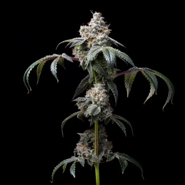 [14860] Cookies Seeds Dirty Diana Fem 3St.