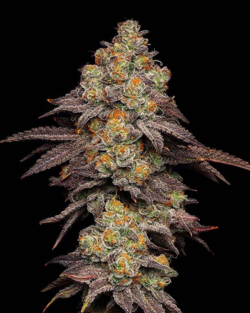 [14861] Cookies Seeds BIG Z Fem 3St.