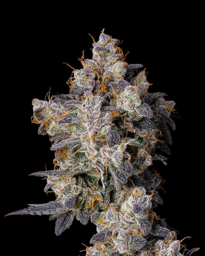 [14862] Cookies Seeds Cherry Zelato Fem 3St.