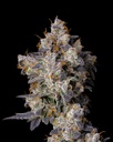 Cookies Seeds Cherry Zelato Fem 3St.