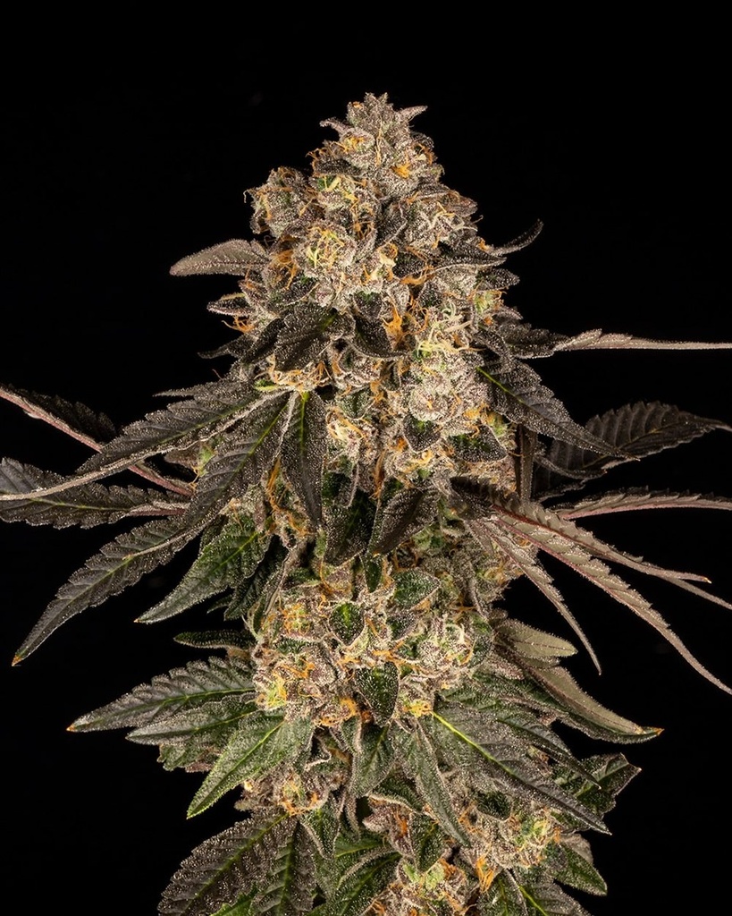 [14863] Cookies Seeds Cherry Fritter Fem 3St.