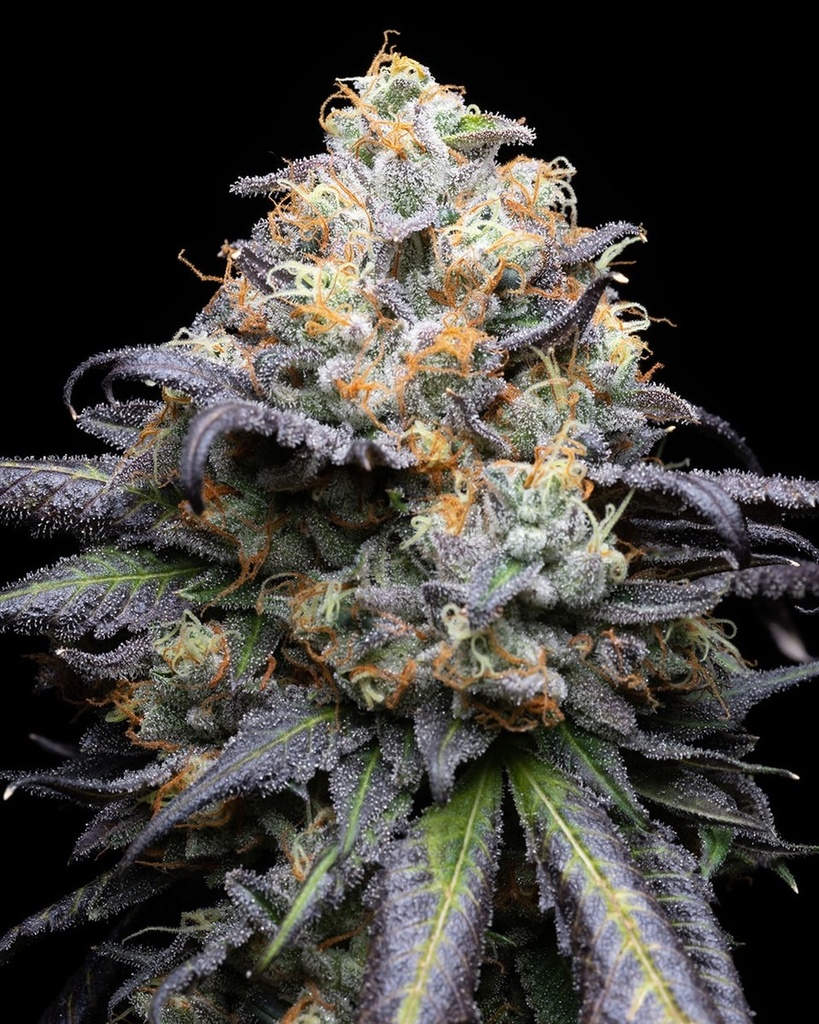 [14864] Cookies Seeds Double Sherb Fem 3St.