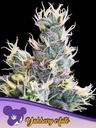Anesia Yuhbary Auto Fem 3St.