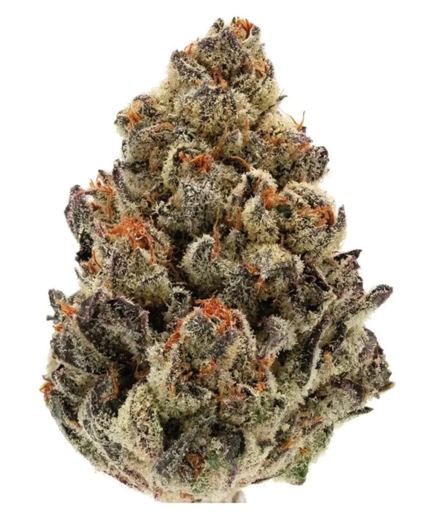 [14897] Growers Choice Bruce Banner Auto Fem 3St.