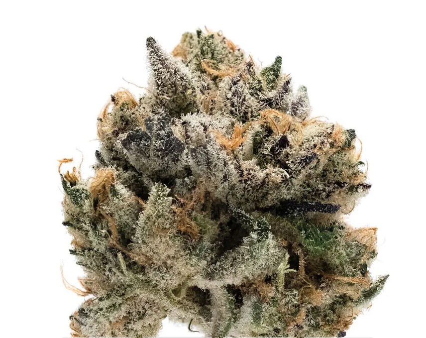 [14898] Growers Choice Tropical Cookies XXL Auto Fem 3St.