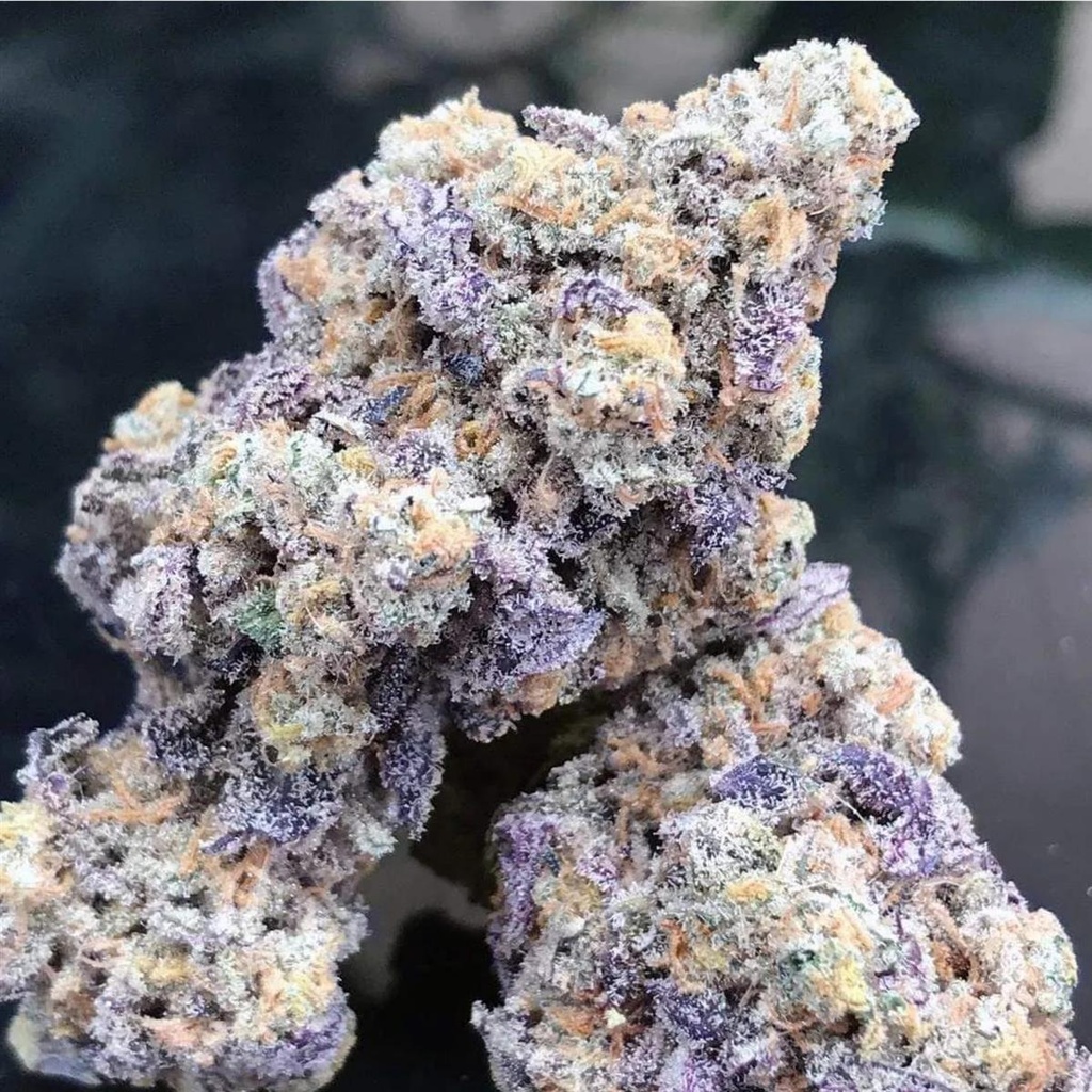 [14903] Growers Choice Blue Zushi Fem 3St.