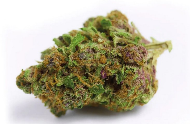[14906] Growers Choice Red Banana Berry Fem 3St.