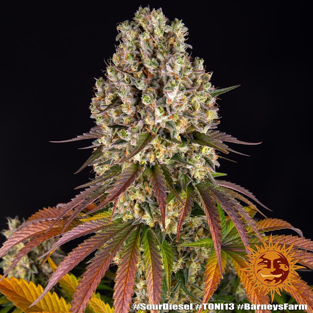 [14908] Barneys Farm Sour Diesel Fem 3St.