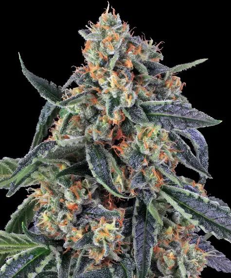 [14909] Barneys Farm Cookies Kush Fem 3St.