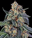 Barneys Farm Cookies Kush Fem 3St.