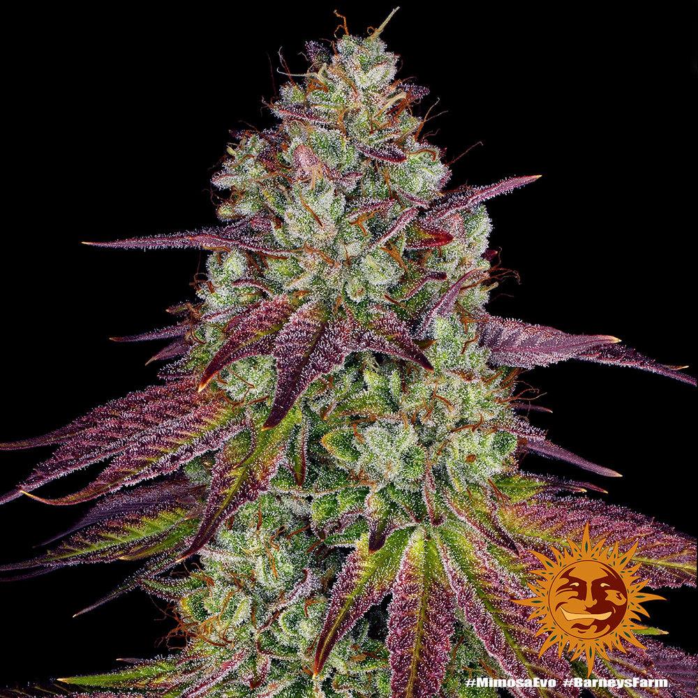 [14910] Barneys Farm Mimosa Evo Fem 3St.