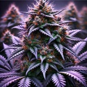 Bloom Bulk Seeds Dos Si Dos Auto Fem 10St.