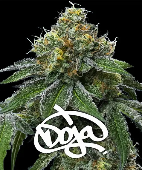 [14943] Barneys Farm RS11  x Banana OG Fem 3St.