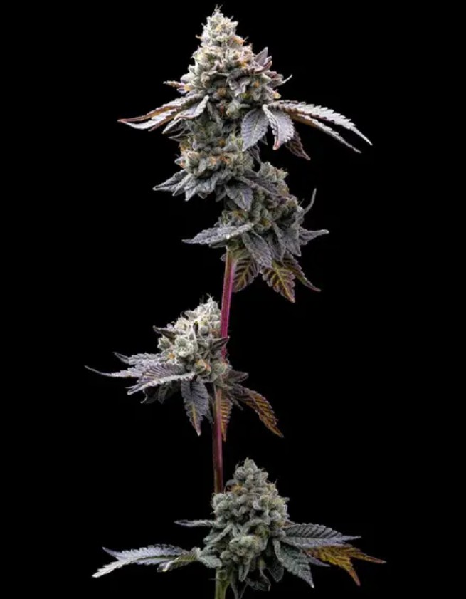 [14946] Barneys Farm GMO Cookies Fem 3St.