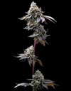 Barneys Farm GMO Cookies Fem 3St.