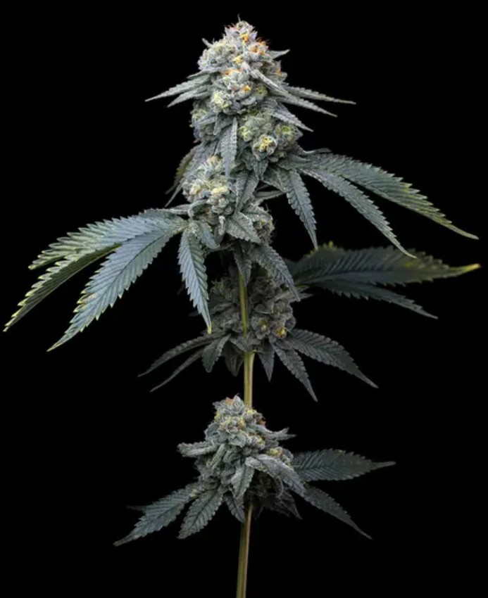 [14949] Barneys Farm Jealousy Fem 3St.