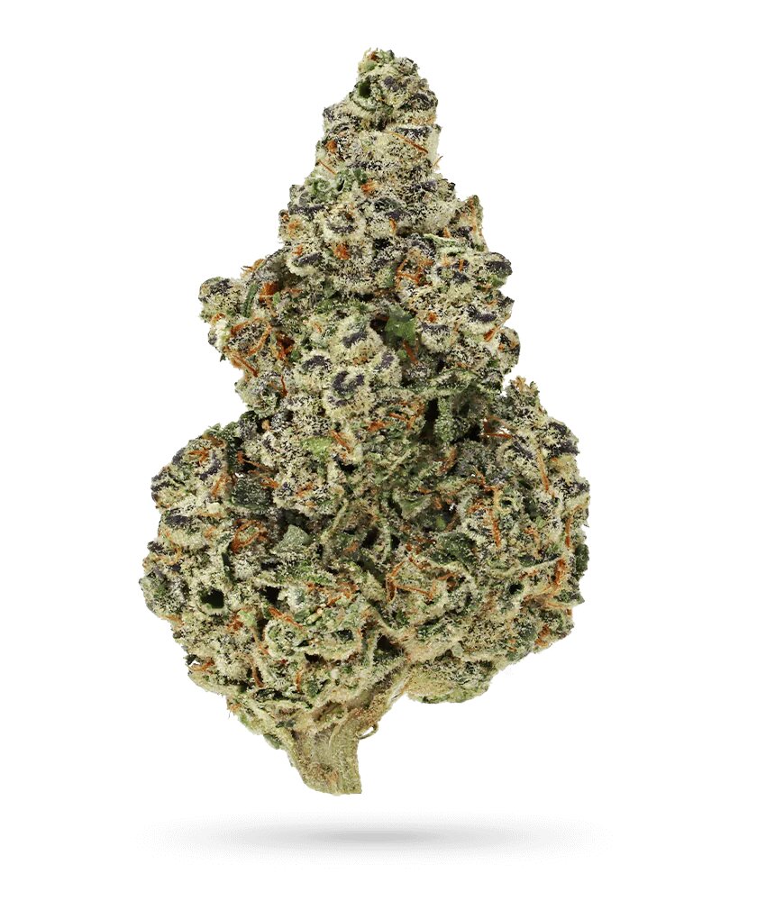 [14955] Growers Choice Crazy Roses Fast Version Fem 3St.