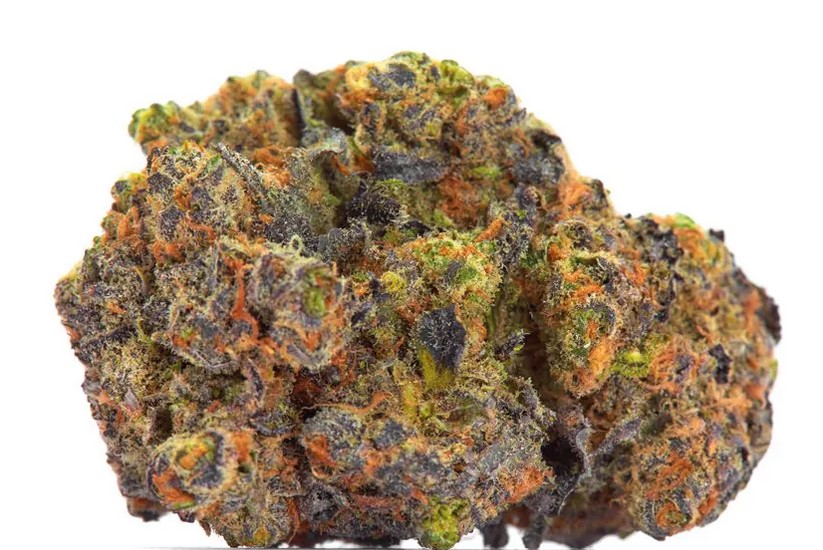 [14959] Growers Choice San Fernando Valley X Purps Fem 3St.
