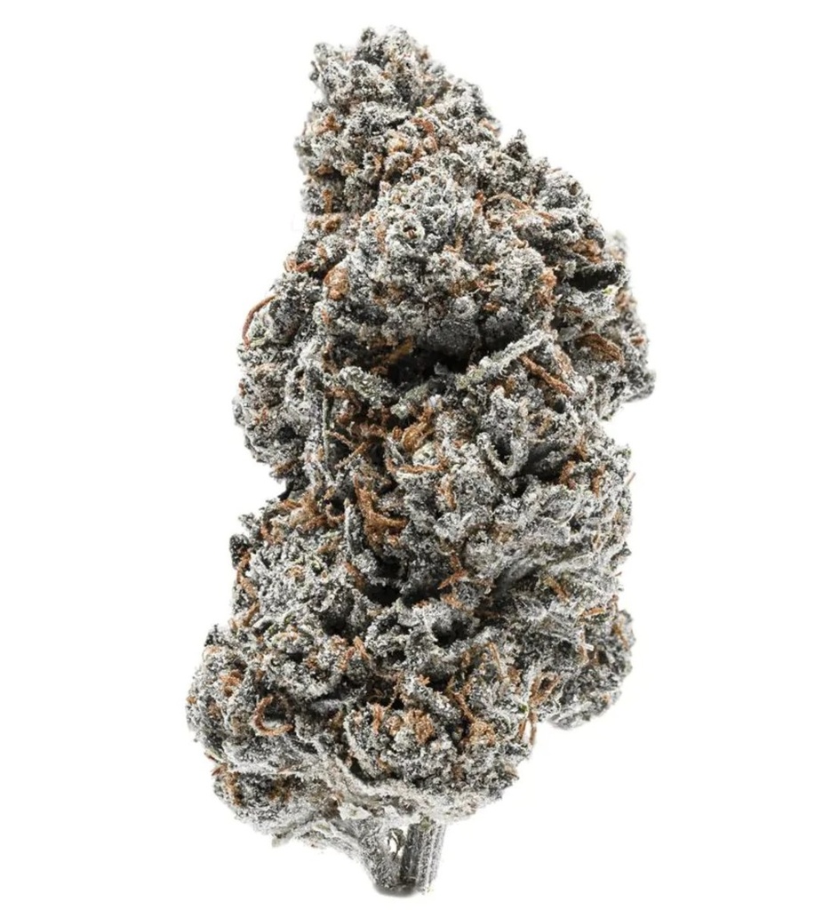 [14960] Growers Choice Tangerine Sherbet Fem 3St.