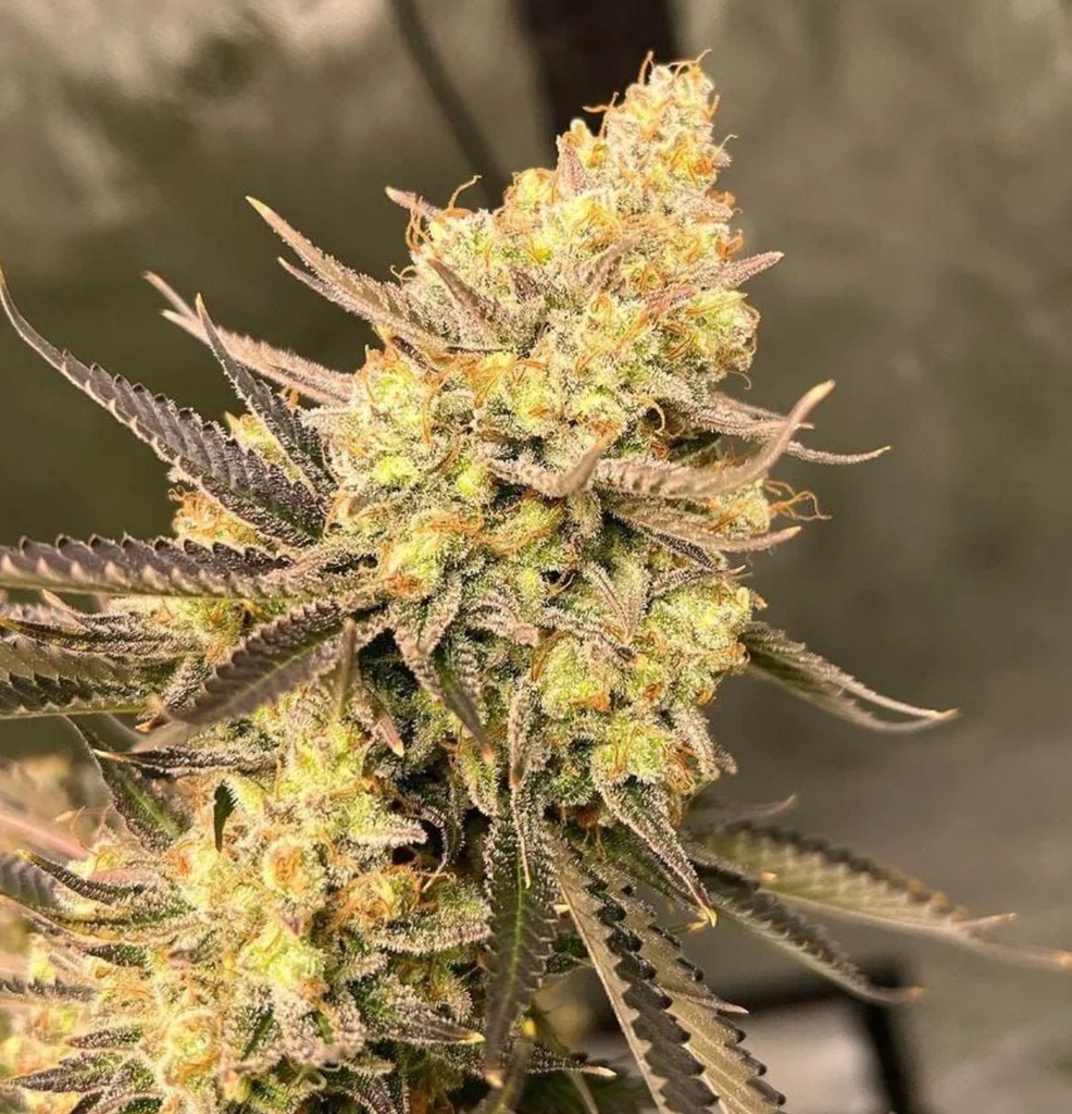 [14963] Growers Choice Cherry Zoap Auto Fem 3St.