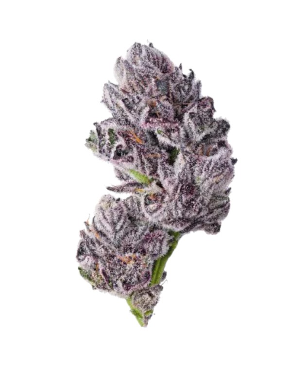 [14967] Growers Choice Iced Sangria Triploid Fem 3St.