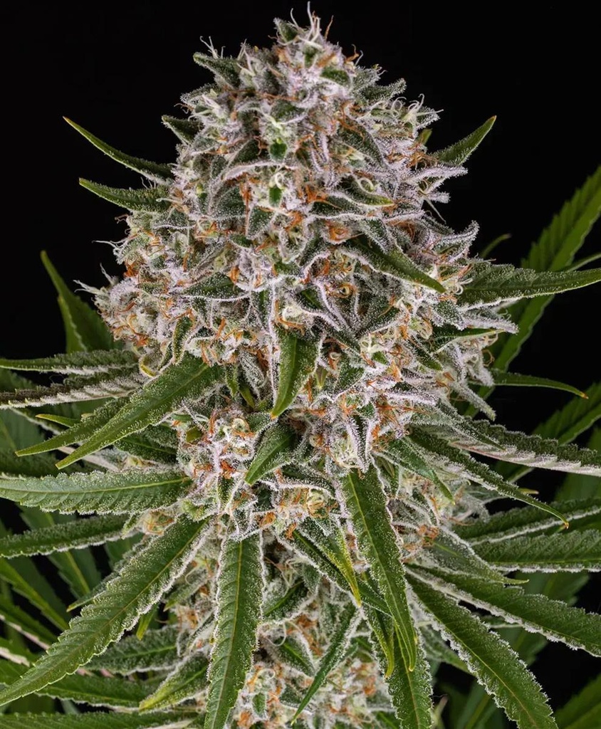 [14993] Barneys Farm Lemon Haze Auto Fem 3St.