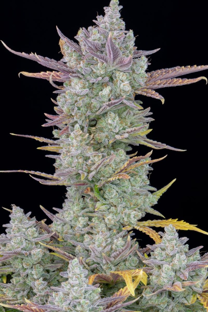 [14995] Fast Buds Gorilla Cookies Auto Fem 3St.