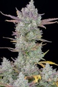 Fast Buds Gorilla Cookies Auto Fem 3St.
