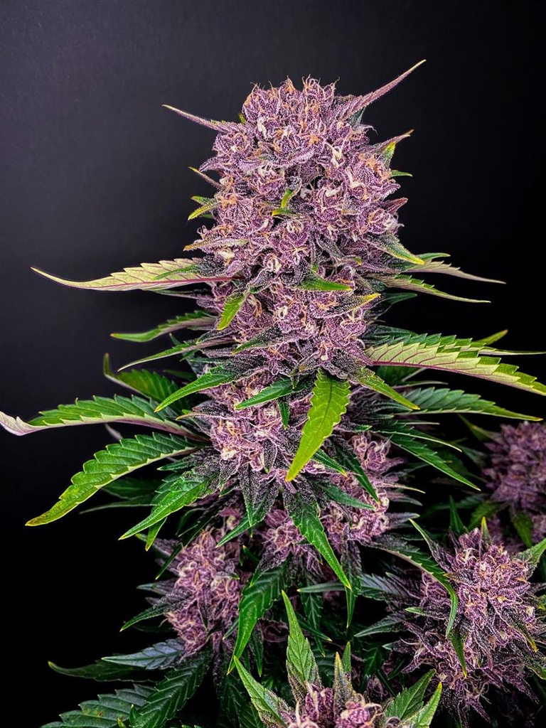 [14996] Fast Buds Purple Lemonade Auto Fem 3St.