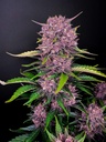 Fast Buds Purple Lemonade Auto Fem 3St.